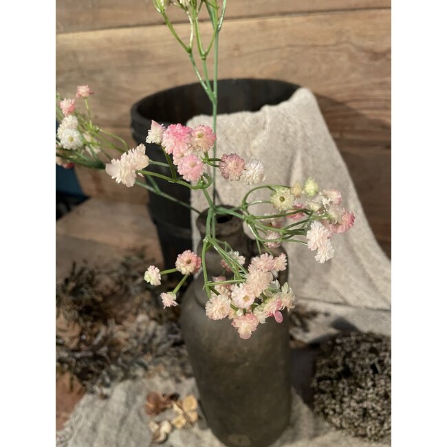 ## Roze gipskruid 66 cm