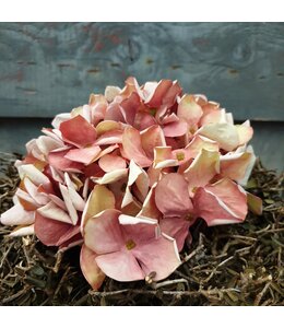 Oudroze hortensia 62 cm