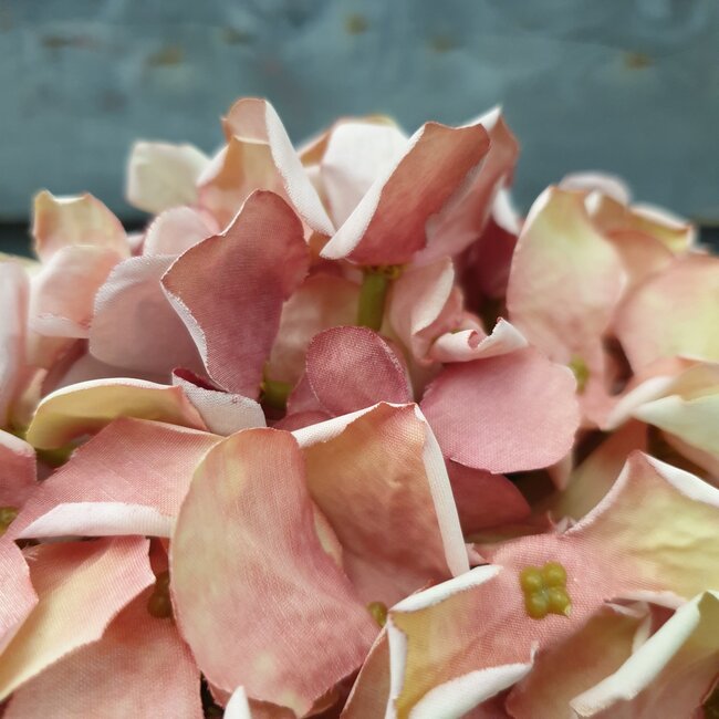 Oudroze hortensia 62 cm