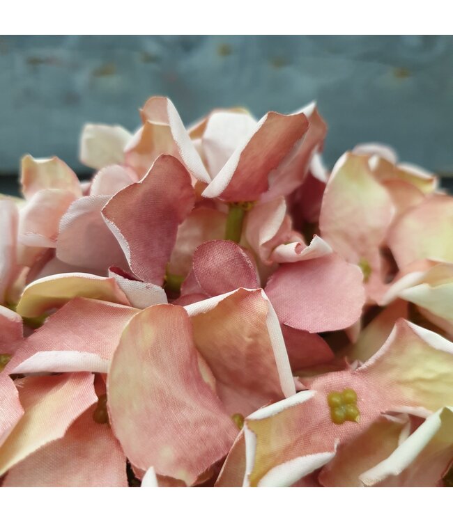 Oudroze hortensia 62 cm
