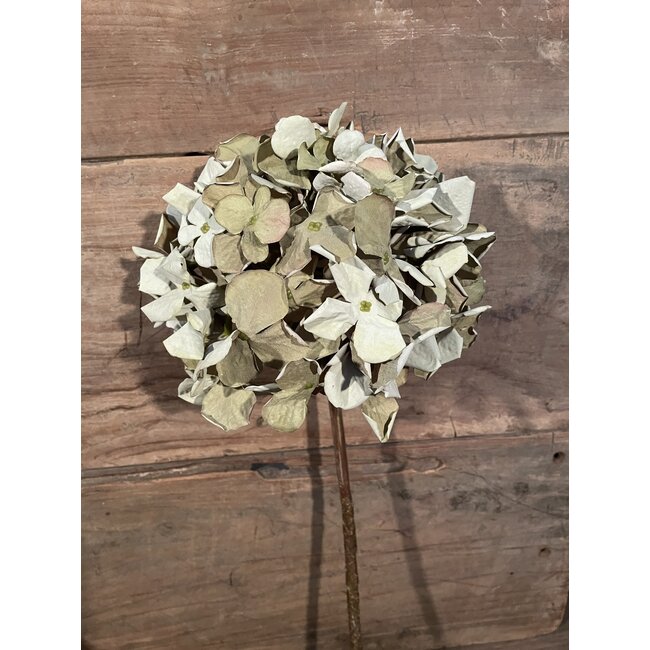 ## Lichtgroene hortensia 62 cm