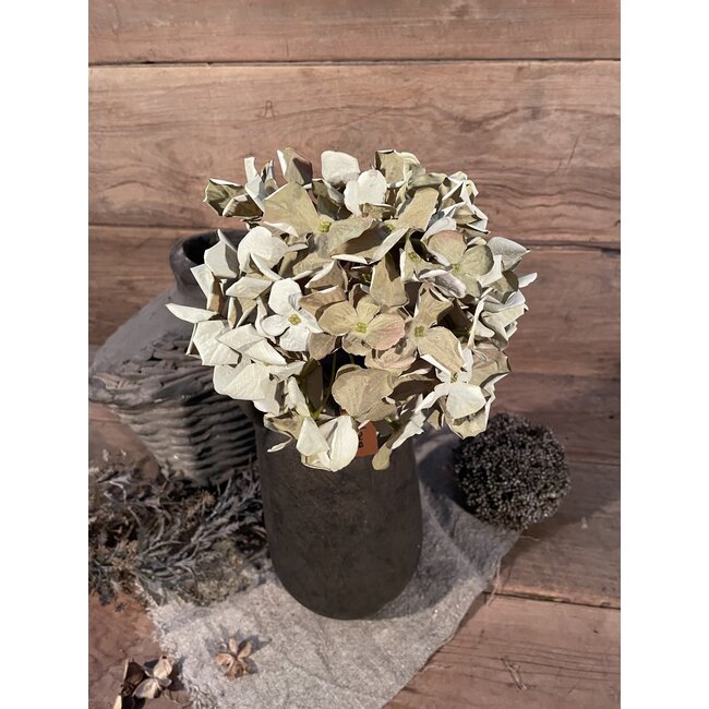 ## Lichtgroene hortensia 62 cm