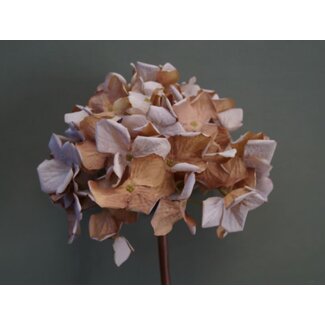 ## Hortensia - Hydrangea spray dried look 62 cm