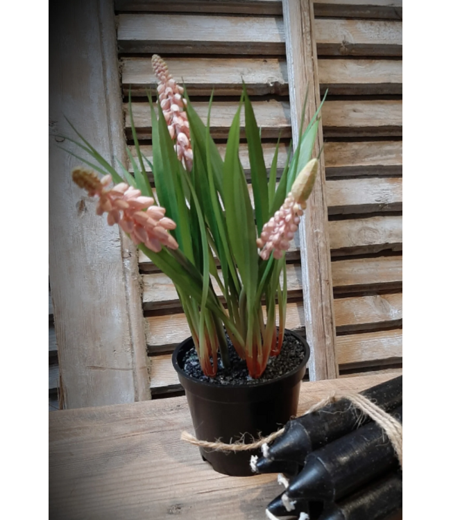 Roze druifjes in potje - 20 cm