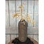 Still # 3204 - Zwart/goud gemeleerde vaas aardewerk - 18 x 45 cm - serie "GOG"