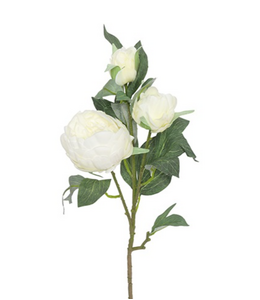 Countryfield ## Peony Alertie L wit-L10B14H90CM