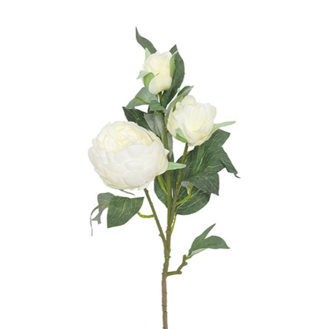 Countryfield ## Peony Alertie L wit-L10B14H90CM
