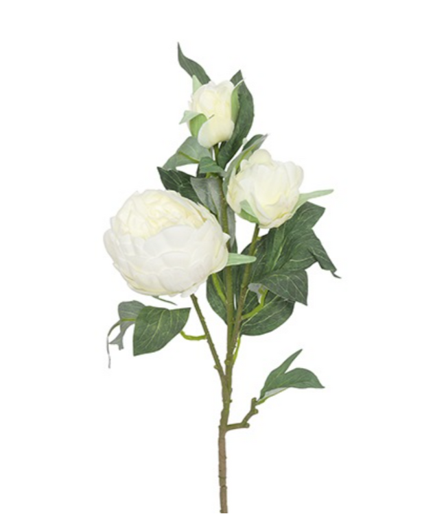 Countryfield ## Peony Alertie L wit-L10B14H90CM