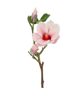 Countryfield Magnolia Seeds S veelkleurig-L61B15H10CM