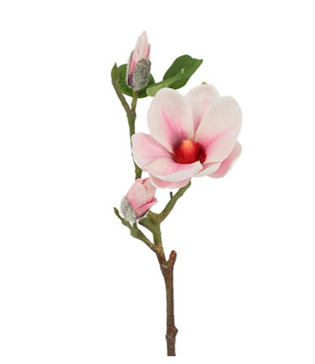 Countryfield Magnolia Seeds S veelkleurig-L61B15H10CM