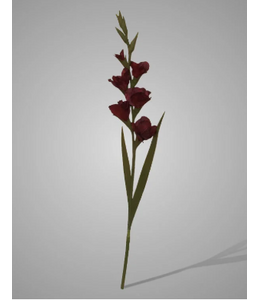 Gladiolus Bordeaux 95 cm