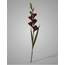 ## Gladiolus Bordeaux 95 cm