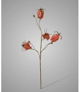 Gloriosa Pink 80 cm