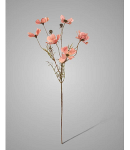 Cornus Kousa Ant. Pink 67 cm