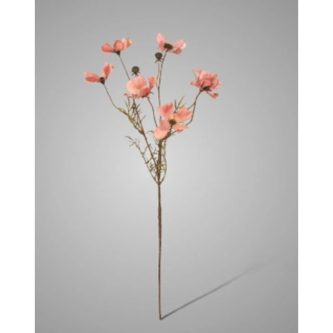## Cornus Kousa Ant. Pink 67 cm