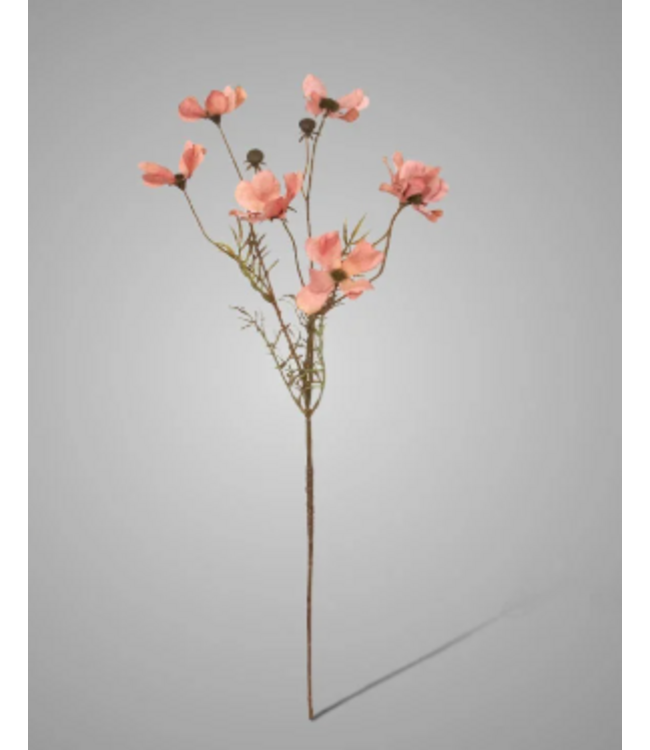 ### Cornus Kousa Ant. Pink 67 cm