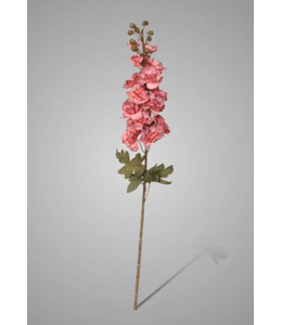 Delphinium Ant. Pink 75 cm