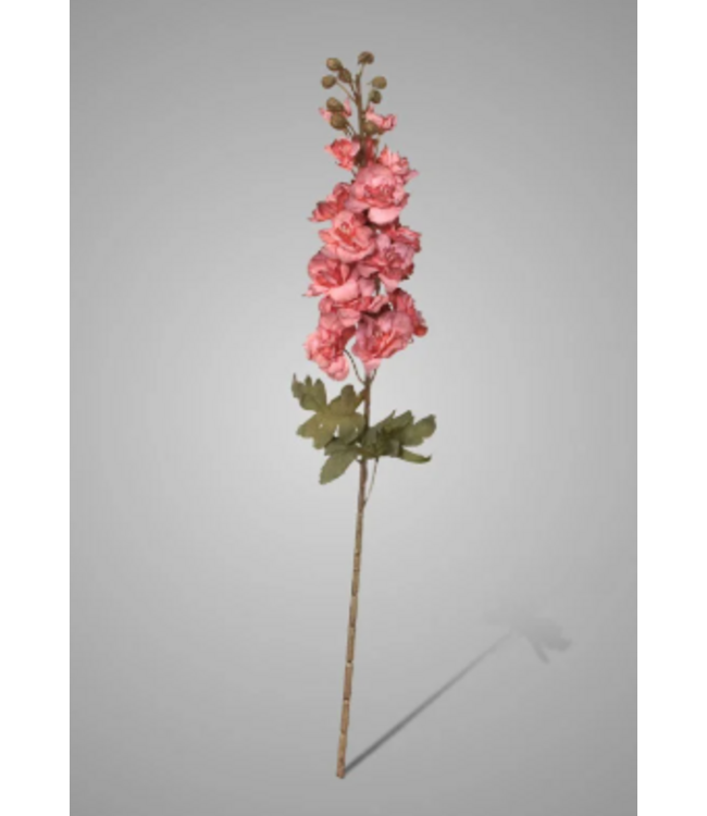 # Delphinium Ant. Pink 75 cm