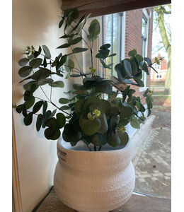 Countryfield Eucalyptus groen-L35B35H65CM