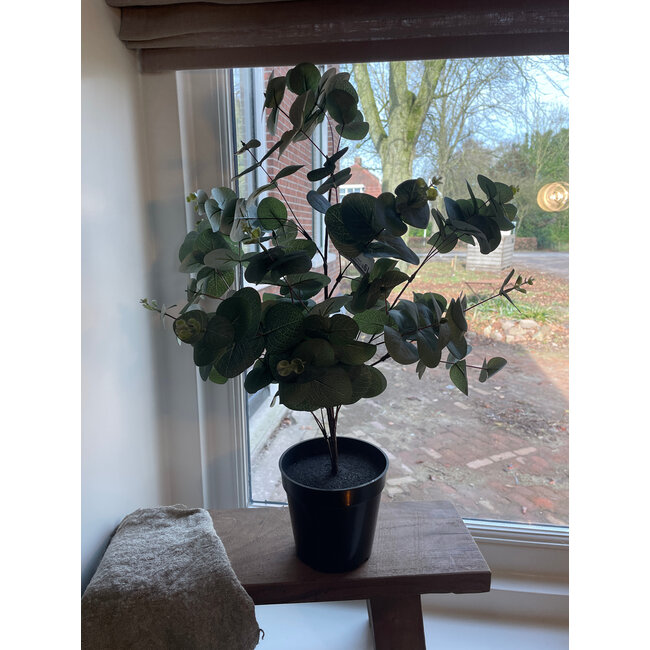 Countryfield Eucalyptus groen-L35B35H65CM