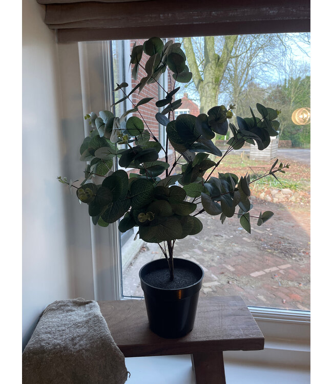Countryfield Eucalyptus groen-L35B35H65CM