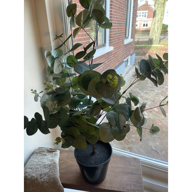 Countryfield Eucalyptus groen-L35B35H65CM