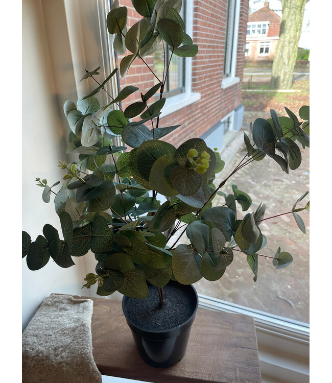 Countryfield Eucalyptus groen-L35B35H65CM