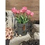 ## wordt niet verzonden - Bloempot met leer Majestic Vintage D.16 grootste