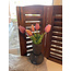 # tulip mini Esmee 5 stelen mauve - 25 cm