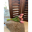 # tulip mini Esmee 5 stelen mauve - 25 cm