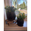 # Planter Large Basalt D.22x H18 - per stuk - grootste