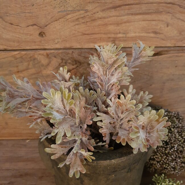 ## SENECIO BUSH BRONZE 30 cm - kunst