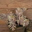## SENECIO BUSH BRONZE 30 cm - kunst