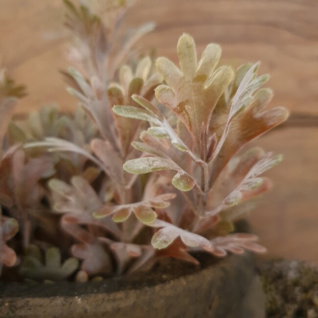 ## SENECIO BUSH BRONZE 30 cm - kunst