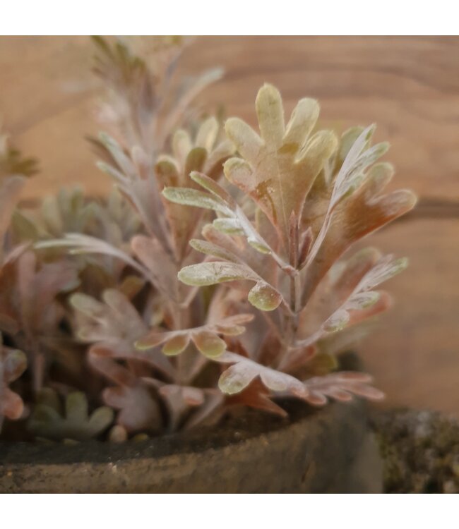 ### SENECIO BUSH BRONZE 30 cm - kunst