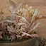 ## SENECIO BUSH BRONZE 30 cm - kunst