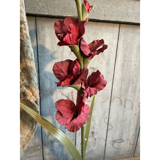 Gladiolus Bordeaux 95 cm
