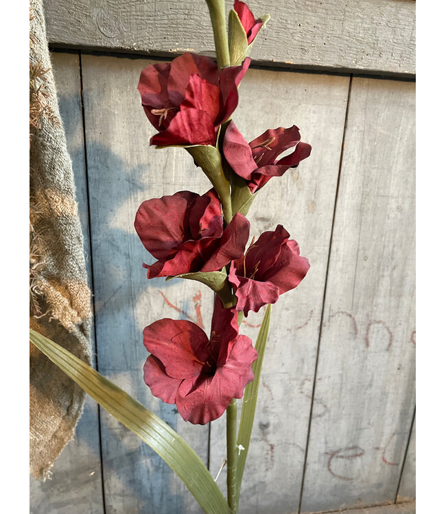 Gladiolus Bordeaux 95 cm
