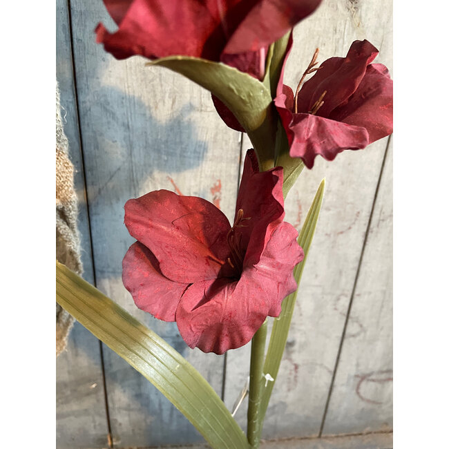 ## Gladiolus Bordeaux 95 cm