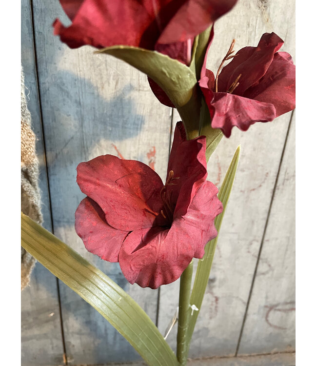 Gladiolus Bordeaux 95 cm