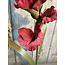 ## Gladiolus Bordeaux 95 cm