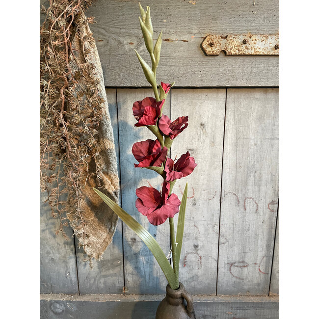 ## Gladiolus Bordeaux 95 cm