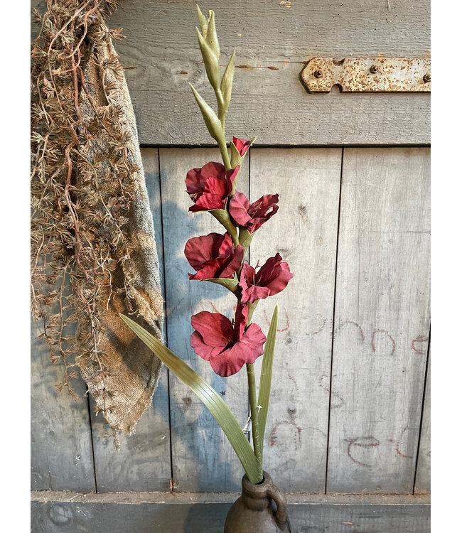 Gladiolus Bordeaux 95 cm