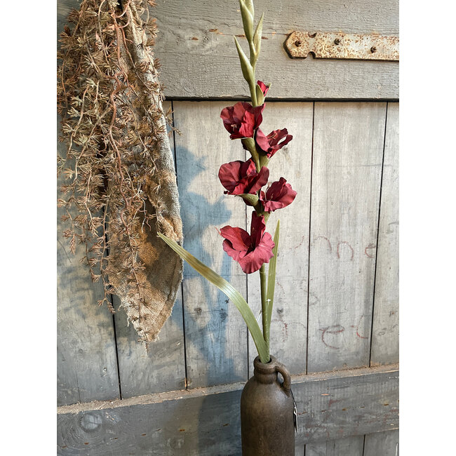## Gladiolus Bordeaux 95 cm
