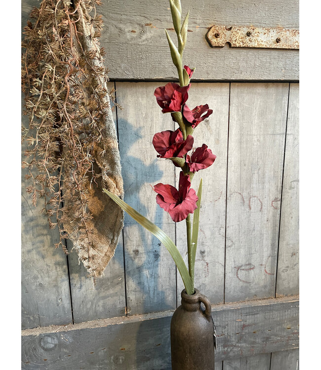 Gladiolus Bordeaux 95 cm