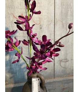 @ Cymbidium Dark Pink 78 cm