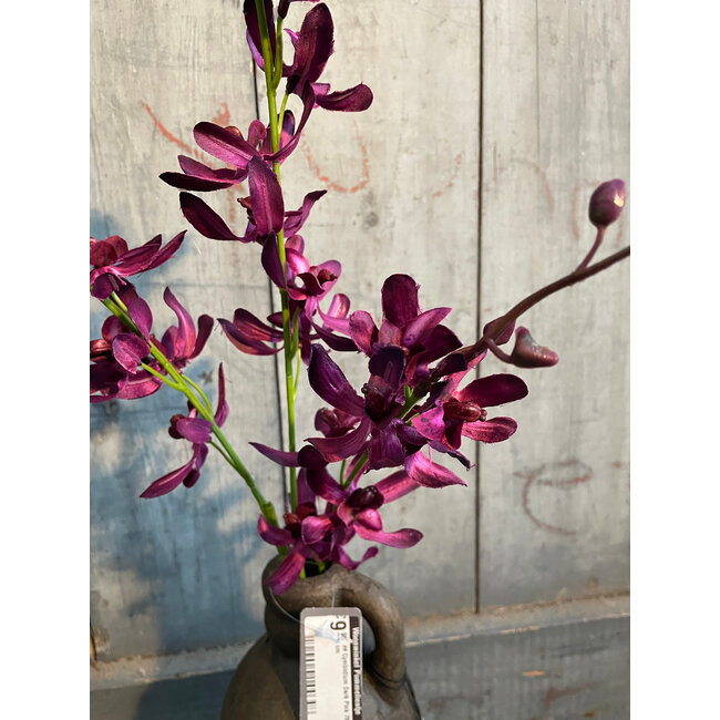 ## Cymbidium Dark Pink 78 cm