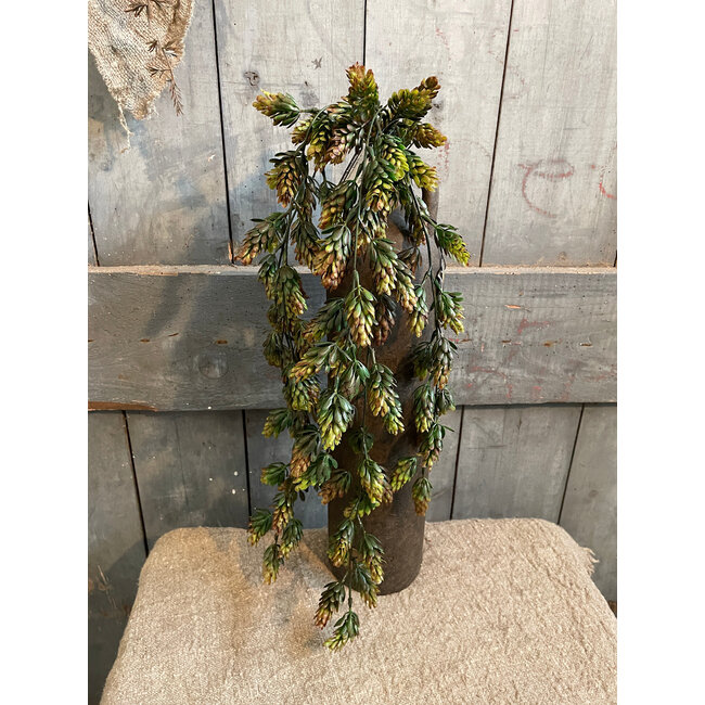 ## Humulus Brown 75 cm