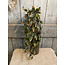 ## Humulus Brown 75 cm