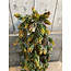 ## Humulus Brown 75 cm